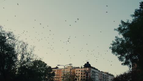 Flock-of-birds-flies-in-the-skies-of-Milan-at-dawn