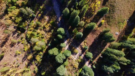 Birds-Eye-View-Of-Yellow-Green-Autumn-Woodland-Pine-Tree-Tops-In-Country-Field