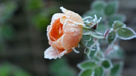 Eine-Gefrorene-Rose,-Gefilmt-Von-Der-Seite-In-Zeitlupe,-Die-Sich-Im-Wind-Bewegt,-Nachdem-Ein-Frost-Ihre-Blütenblätter-Gefror