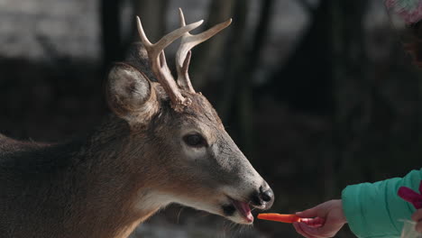 Feeding-Carrot-To-A-Young-Deer-At-Parc-Omega-In-Canada---close-up
