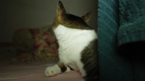 Katze-Mit-Lustigem-Ausdruck,-Die-Auf-Dem-Bett-Liegt