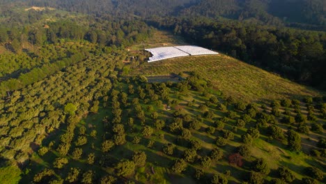 Aerial-descending-parallax-over-large-hass-avocado-plantation-located-in-Michoacán-Mexico