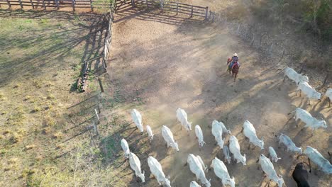Cowboys-Treiben-Vieh-Auf-Einer-Farm-Im-Südlichen-Pantanal