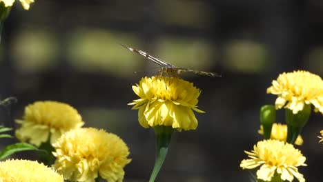 Schmetterling-In-Schönen-Gelben-Blumen