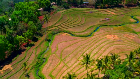 Vista-Aérea-De-Terrazas-De-Arroz-Dorado-Escondidas-Dentro-De-La-Exuberante-Ladera-Verde-De-La-Montaña-En-La-Isla-De-Bohol,-Filipinas