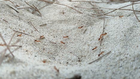 A-group-of-red-ants-were-passing-through-a-sandy-beach-area