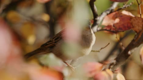 House-Sparrow-Resting-On-A-Tree-Branch-With-Autumn-Leaves-On-A-Sunny-Day