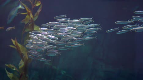 Schwärme-Von-Kleinen-Silberfischen-Oder-Köderbällchen-Verschmelzen-Zu-Einer-Gruppe-Zum-Schutz---Unterwasseransicht