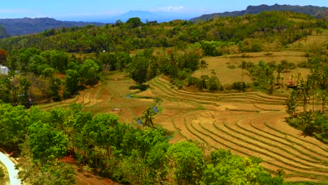 Aerial-view-of-golden-rice-terraces-hidden-within-the-lush-green-mountain-side-on-the-island-of-Bohol,-Philippines