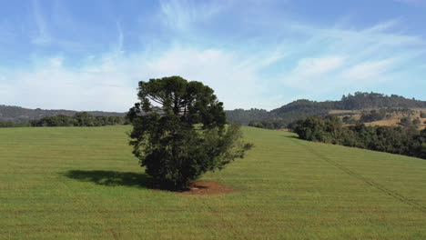 Vista-Panorámica-Escénica-De-Los-Campos-De-Cultivo-Verdes-Del-Campo-Con-Un-árbol-Centrado,-Aéreo-Sobre-La-Parte-Superior