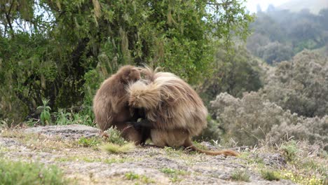 Steady-shot-showing-two-gelada-baboons-searching-for-lice-and-ticks-all-over-each-others-body