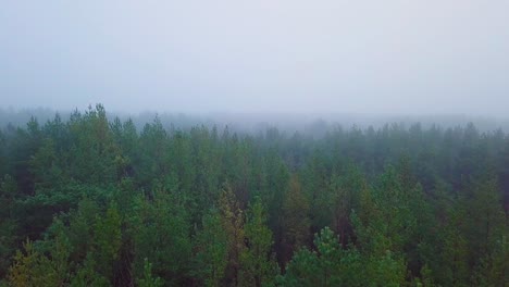 Idyllic-aerial-view-misty-dark-pine-tree-forest-on-foggy-autumn-day,-Nordic-woodland-with-thick-mist,-Baltic-sea-coast,-wide-drone-shot-moving-forward-low