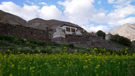 Tilt-up-shot-from-ground-level-with-yellow-flowers-to-an-old-building-house-for-tourists-on-the-Markha-Valley-road