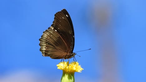 Butterfly-in-beautiful-footage-.