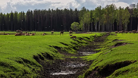 Timelapse-shot-of-herd-of-reindeer-and-wild-goats-grazing-along-green-grassland-on-the-outskirts-of-a-forest-on-a-sunny-day