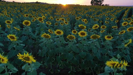 Drone-shot-of-sunflower-fields-during-sunset