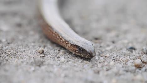 Close-up-of-slow-worm-or-blindworm-lizard-crawling-on-the-sand