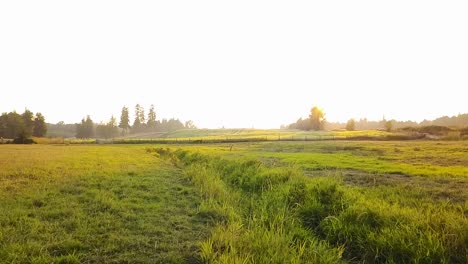 Antenne-Des-überwucherten-Bauernhofbaches-Während-Eines-Sonnenuntergangs