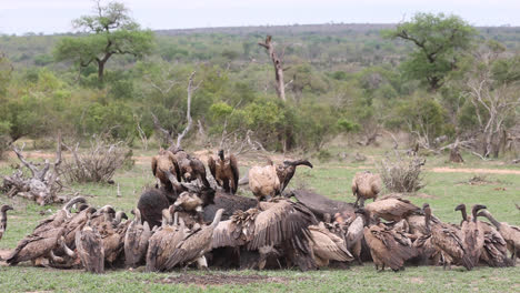 Extreme-wide-shot-of-white-backed-vultures-feeding-on-an-elephant-carcass,-Greater-Kruger