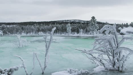 Icy-Landscape-And-Plants-During-Wintertime---hyper-lapse