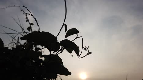Silhouette-Der-Blätter-Vor-Dem-Hintergrund-Der-Strahlenden-Sonne