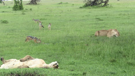 Schwarzrückenschakal,-Masai-Mara,-Kenia
