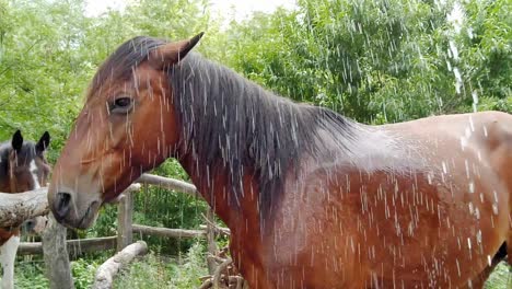 Duschen-Eines-Braunen-Pferdes-An-Einem-Sonnigen-Tag