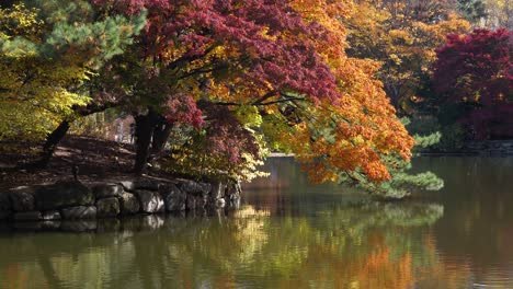 Beautiful-Autumn-trees-bent-over-the-water-of-Chundangji-pond,-warm-sunny-day-in-South-Korea