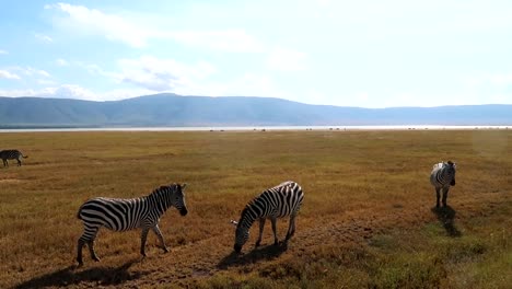 Wide-take-of-a-herd-of-zebras-grazing-in-the-foreground-in-the-Ngorongoro-Crater-endless-plains-with-a-volcano-in-the-background