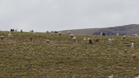 Llamas-and-alpacas-grazing-on-hilltop,-Pampas-Galeras,-Peru