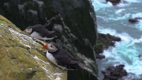 Puffins-resting-on-a-cliff-edge-in-Iceland-with-ocean-below