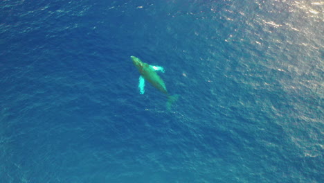 Humpback-Whale-Emerging-From-The-Deep-Blue-Ocean-Water-In-Oahu,-Hawaii---aerial-shot