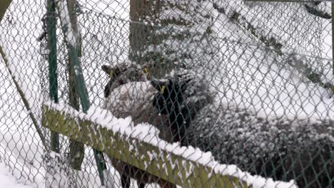 Snow-covered-sheep-ruminating-during-snowfall-on-winter-day