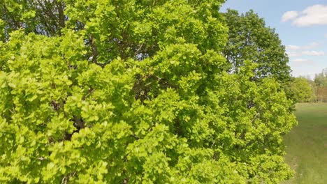 Oak-tree-near-lake-blown-by-wind-on-summer-sunny-day,-Kurzeme-Latvia