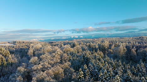 Aerial-View-Of-Snow-covered-Coniferous-Trees-In-The-Forest-At-Jorat,-Vaud,-Switzerland-With-The-Alps-In-Background--