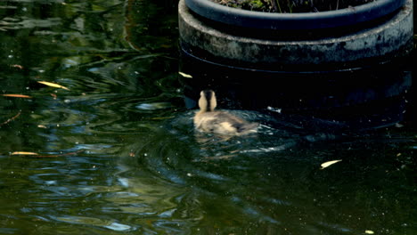 Kleine-Ente,-Die-Auf-Wassersumpf-Schwimmt