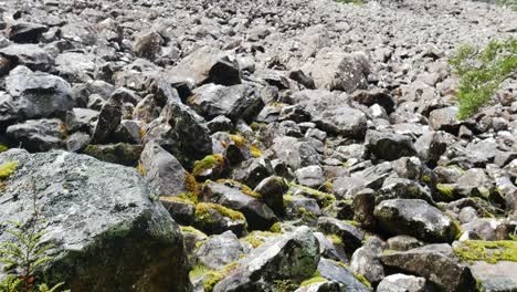 moss-covered-boulder-field-rock-slide