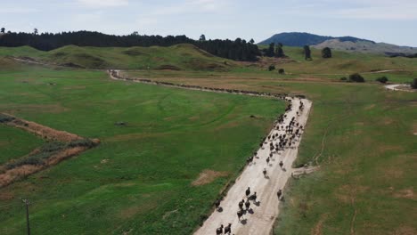 Long-line-of-cows-walking-on-dusty-farm-road-in-middle-of-rural-countryside,-aerial