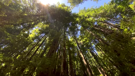 Ultra-wide-shot-looking-straight-up-through-dense-California-USA-forest,-camera-rotates-slowly-counter-clockwise,-some-distortion-and-lens-flare-adds-to-height-and-density-of-trees