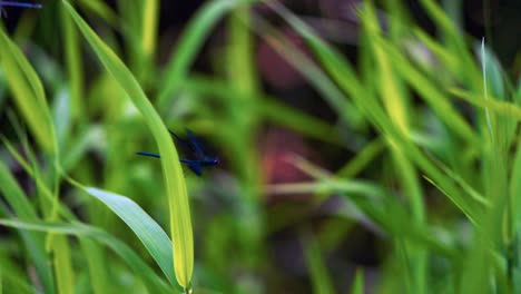 Blue-Dragonfly-Flying-Against-Greenery-Fields