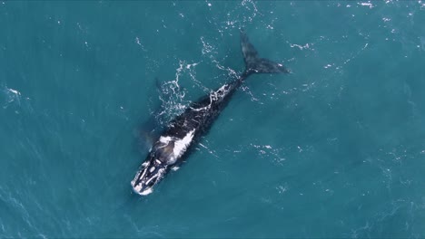 Beatiful-Whale-Swimming-peacefully-and-showing-the-tail---Aerial-Birdseye-shot