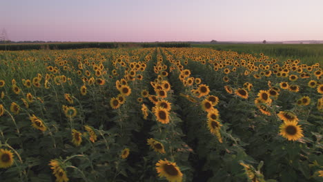 Aerial-L-to-R-slider-shot-of-sunflower-field-in-sunset