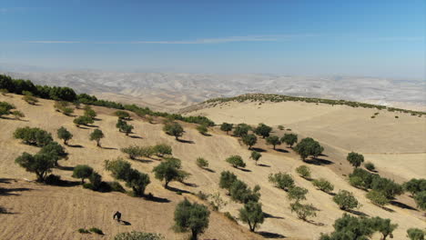 Pferd-Zwischen-Bäumen-Mit-Wüste-Im-Hintergrund,-Marokko