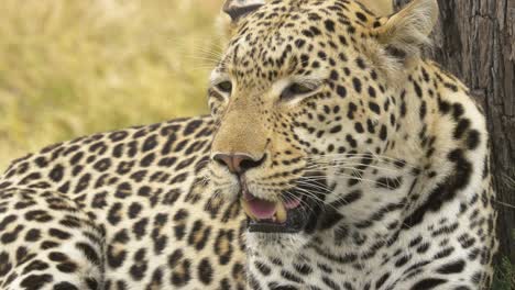 Nahaufnahme-Eines-Leoparden,-Der-Sich-Entspannt,-Nachdem-Er-Seine-Beute-Gefressen-Hat