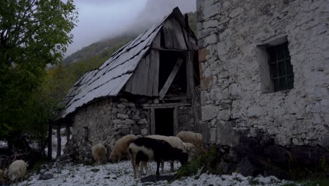 Sheep-grazing-dry-grass-around-old-stone-house-and-stall-in-Winter-snowy-day