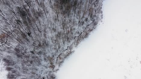 Aerial-TOP-DOWN-flying-over-a-snow-covered-field-and-the-adjacent-forest-with-thin-dark-streams