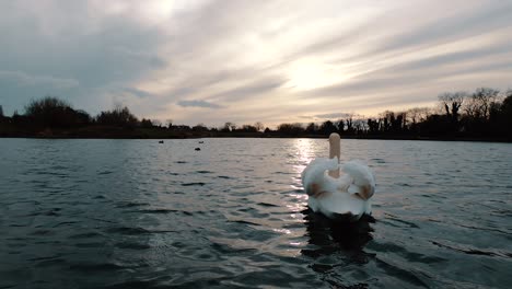 Low-angle-slow-motion-wide-shot-as-a-white-swan-takeoff-from-the-water,-beating-wings-while-flying-away-in-the-sunset