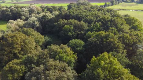 Aerial:-Road-side-small-forest-at-agricultural-farmland-area-in-Suffolk,-England---drone-flying-forward-shot