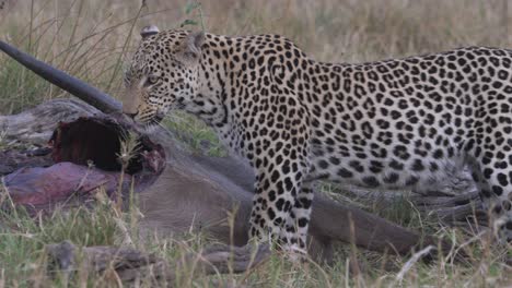 Leopard-with-a-dead-waterbuck,-predator-with-prey