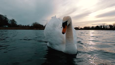 Close,-low-angle-slow-motion-shot-over-the-water-surface-of-a-Mute-Swan-as-floating-than-attacking,-biting-the-camera